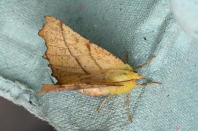 <i>Ennomos alniaria</i>