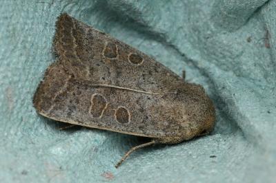 <i>Hoplodrina ambigua</i>