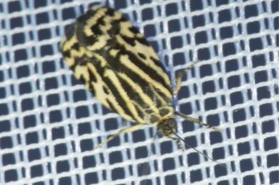 <i>Emmelia trabealis</i>