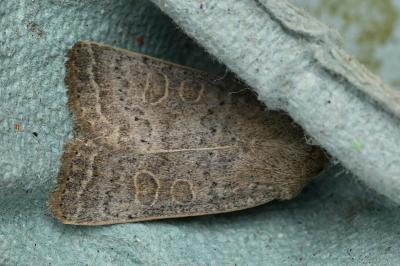 <i>Hoplodrina ambigua</i>