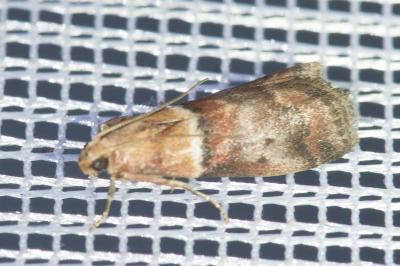 <i>Acrobasis repandana</i>