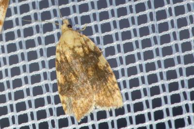 <i>Aleimma loeflingiana</i>