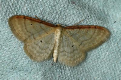 <i>Idaea humiliata</i>