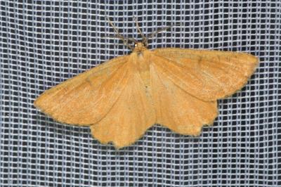 <i>Angerona prunaria</i>