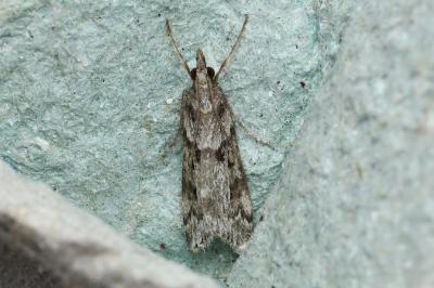 <i>Eudonia angustea</i>
