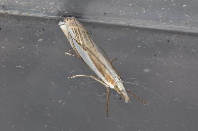 <i>Crambus pascuella</i>