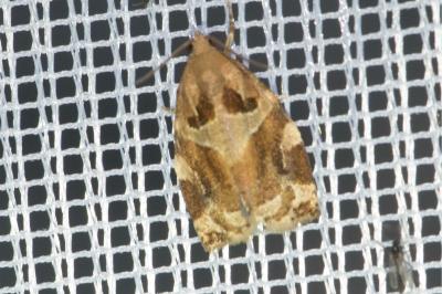 <i>Archips xylosteana</i>