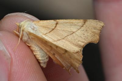 <i>Ennomos erosaria</i>