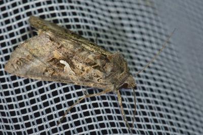 <i>Autographa gamma</i>