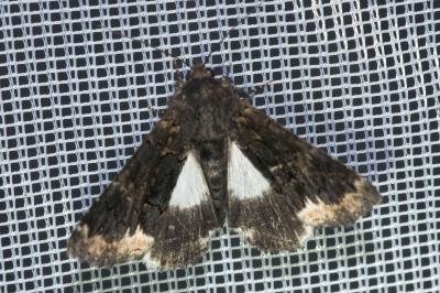 <i>Catephia alchymista</i>