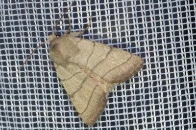 <i>Charanyca trigrammica</i>