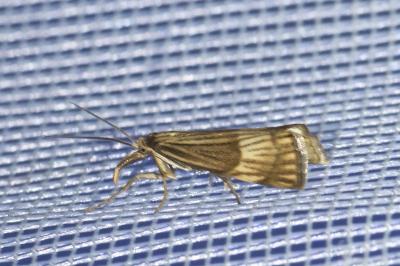 <i>Chrysocrambus linetella</i>