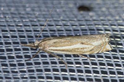 <i>Crambus lathoniellus</i>
