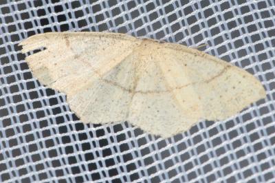 <i>Cyclophora punctaria</i>