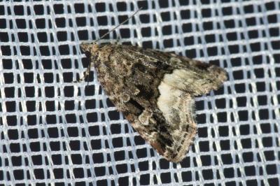 <i>Deltote pygarga</i>