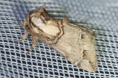 <i>Drymonia velitaris</i>