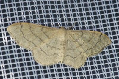 <i>Idaea aversata</i>