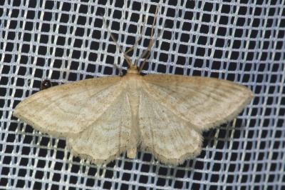<i>Idaea subsericeata</i>