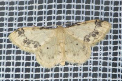 <i>Idaea trigeminata</i>