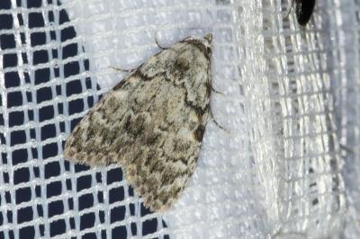 <i>Meganola strigula</i>