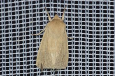 <i>Mythimna pallens</i>