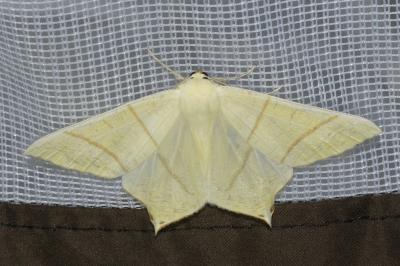 Ourapteryx sambucaria
