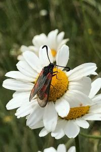 <i>Zygaena loti</i>