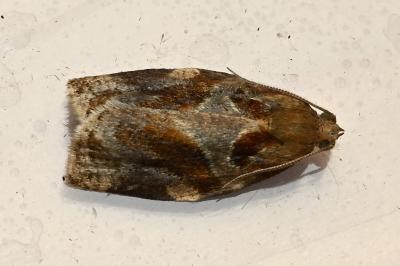 <i>Archips xylosteana</i>