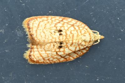 <i>Acleris forsskaleana</i>