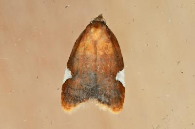 <i>Acleris holmiana</i>