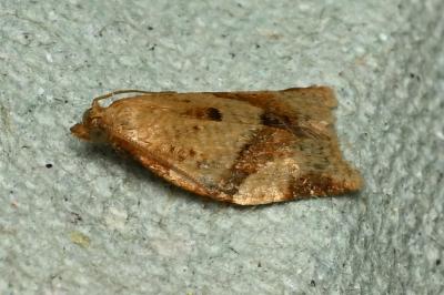 Clepsis consimilana