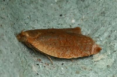 <i>Clepsis consimilana</i>