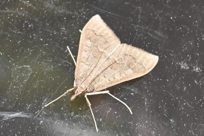 <i>Mecyna asinalis</i>
