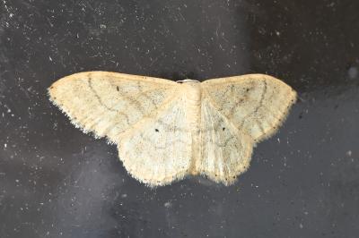 <i>Idaea deversaria</i>