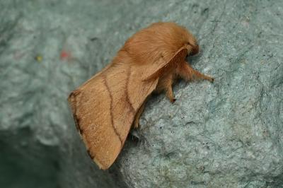 <i>Malacosoma neustria</i>