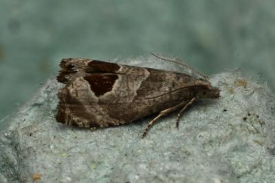<i>Notocelia uddmanniana</i>