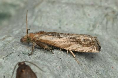 <i>Eucosma</i>