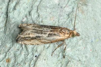 <i>Eucosma</i>