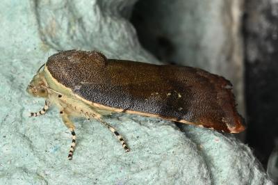<i>Noctua janthina</i>