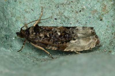 <i>Hedya nubiferana</i>