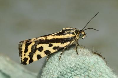 <i>Emmelia trabealis</i>