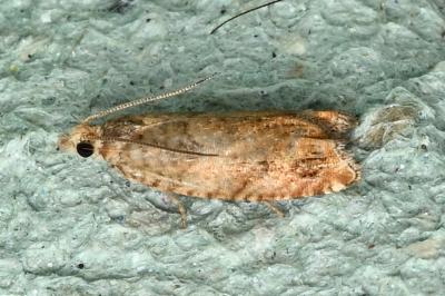 <i>Epinotia abbreviana</i>