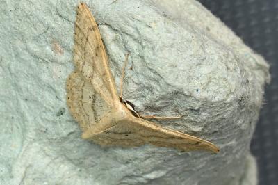 <i>Idaea aversata</i>