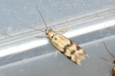 <i>Homoeosoma sinuella</i>