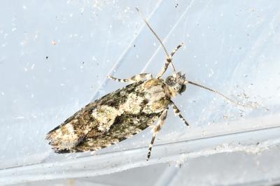 <i>Zeiraphera isertana</i>