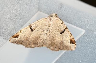 <i>Macaria wauaria</i>