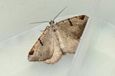 <i>Macaria wauaria</i>
