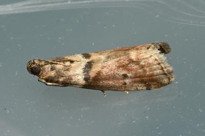 Acrobasis consociella
