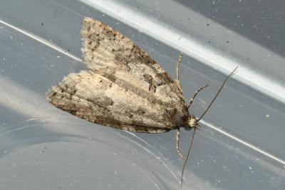 <i>Cnephasia</i>
