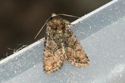 <i>Oligia</i>